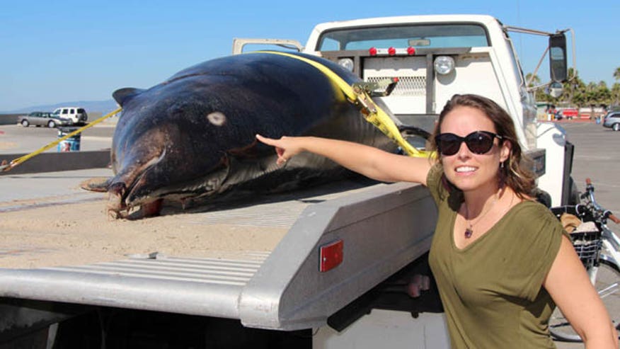 Rare Whale Found_Cham.jpg